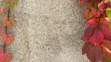 Colorful autumn leaves climbing on a textured wall, outdoors in natural light. Ideal for seasonal...
