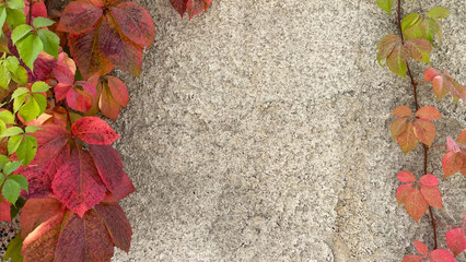 Colorful autumn leaves climbing on a textured wall, outdoors in natural light. Ideal for seasonal...