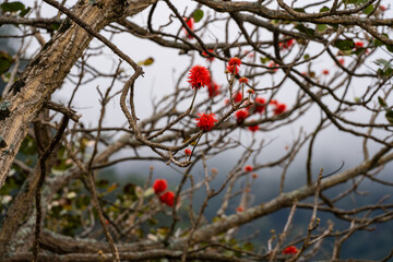 Erythrina abyssinica Lam Madeira Portugal