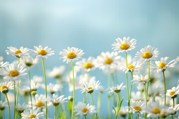 A bouquet of white and yellow daisies against a bright blue sky