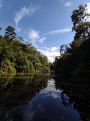 the river in the forest
