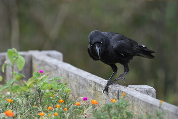 Australian adult Torresian Crow -Corvus orru- walking on garden bed looking for food green bokeh background copy space