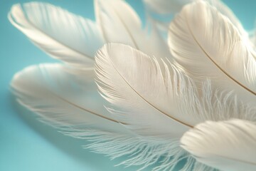 Naklejka premium A close-up shot of a bunch of white feathers, great for use in beauty or nature photography