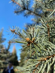 Naklejka premium Close-Up of Evergreen Pine Needles Against a Clear Blue Sky. Detailed close-up of green pine needles on an evergreen tree, set against a vibrant blue sky. 