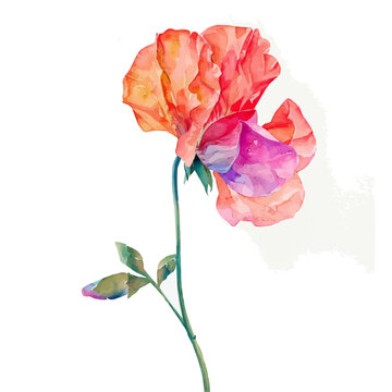 recommend clip art: A watercolor painting of Sweet Pea flower, isolated on a white background. Sweet Pea vector.