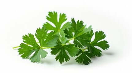 Green Parsley Leaves Isolated on White Background Fresh Herb