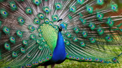 Obraz premium A peacock is standing in a grassy field with its feathers spread out. The bird is large and colorful, with a blue and green pattern on its feathers. The scene is peaceful and serene