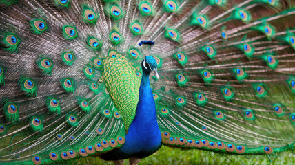 Obraz premium A peacock is standing in a grassy field with its feathers spread out. The bird is surrounded by a lush green environment, which gives the scene a peaceful and serene atmosphere