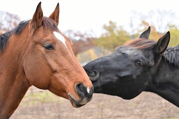 two parody horses stand next to each other touching each other