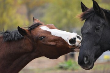 two parody horses stand next to each other touching each other