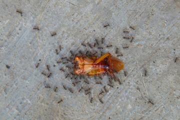 A group of black ants surrounded the dead cockroach. Closed up headless cockroach bankai.The...