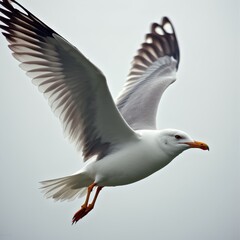 Obraz premium Seagull in flight with spread wings. White bird flies in the air. Close up view of the seagull with orange beak and legs. Bird in the sky, feathered wings.
