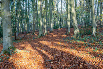 shadows casted in the woods