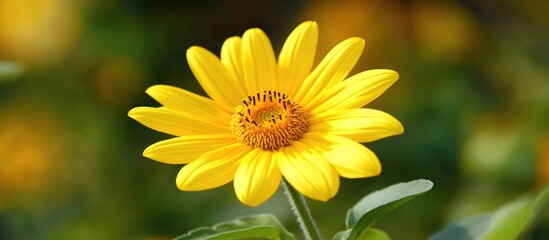 Obraz premium Vibrant close up of a single authentic yellow sunflower surrounded by soft petals perfect for nature themed decor or floral designs