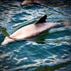 Obraz premium Cephalorhynchus eutropia Chilean dolphin Black dolphin Delfín Chileno Delfín negro Tonina