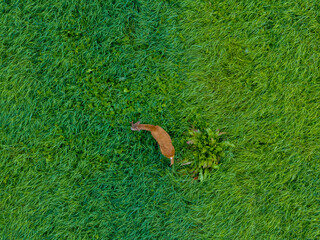 Roe deer drone footage  © Andre