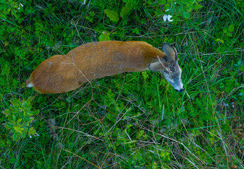 Obraz premium Roe deer drone footage 