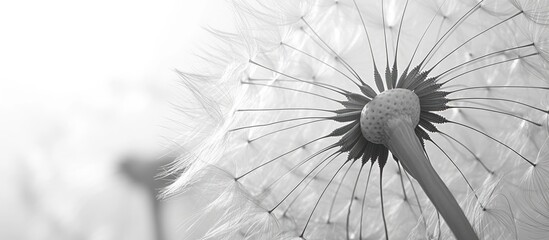 Obraz premium Black and white artistic depiction of a natural setting featuring a close up of a dandelion Shallow depth of field highlights its beauty in a macro perspective Monochrome floral wallpaper