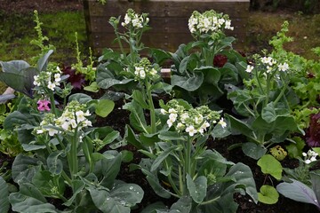 Chinese broccoli (Brassica oleracea) flowers. A cruciferous green vegetable native to China. An ingredient in Chinese cuisine.