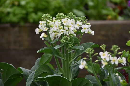 Chinese broccoli (Brassica oleracea) flowers. A cruciferous green vegetable native to China. An ingredient in Chinese cuisine.