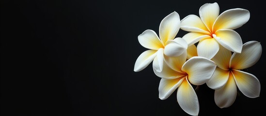 Fototapeta premium Close up of a bouquet featuring single white yellow plumeria flowers isolated against a black background