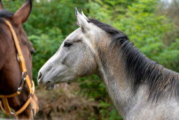 Detail of a head of a gray horse. Detail of a head of a gray horse.
