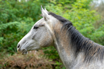 Detail of a head of a gray horse. Detail of a head of a gray horse.