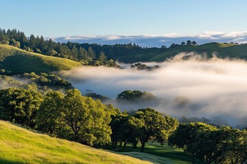 Obraz premium Serene fog blanketing a green valley with trees at dawn