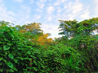 Lush Vegetation Growing on Wooden Fence under Sunny Sky