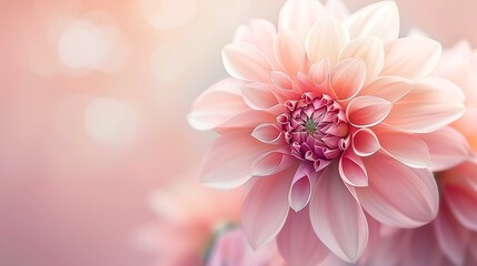 Fototapeta premium A close-up of a soft pink dahlia flower, showcasing its delicate petals and intricate details.