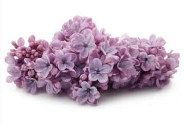 Fototapeta premium Macro image of lilac Colchicum flowers on a white backdrop with a wide depth of field