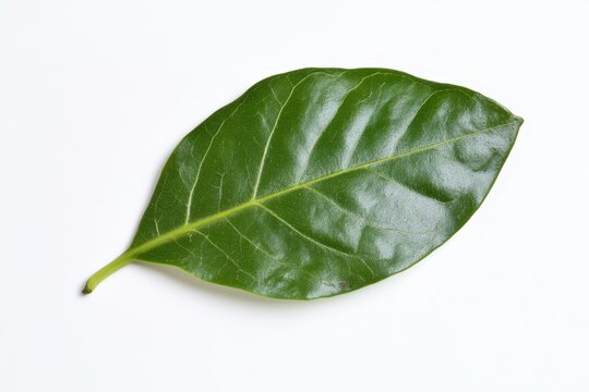 Ziziphus mauritiana leaves
