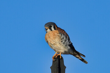 The American kestrel (Falco sparverius), is the smallest and most common falcon in North America. © Mariusz