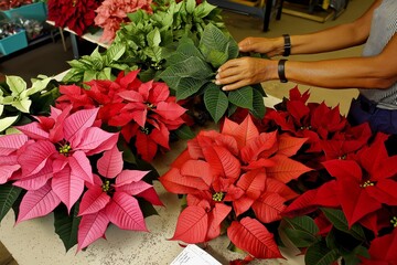 Naklejka premium Poinsettias being arranged in a crafting workshop for holiday decorations