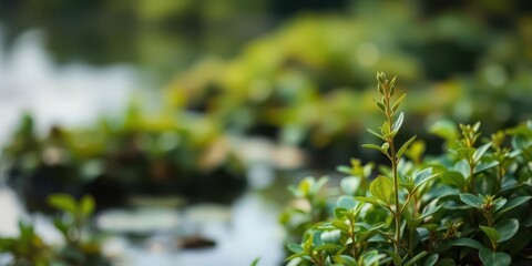 Blurred image of serene water and lush green plants in a natural background, background, growth, foliage