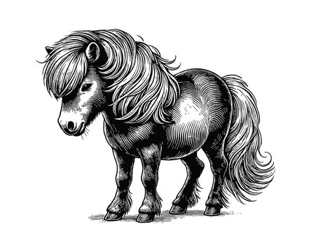 recommend clip art: short pony horse engraving black and white outline