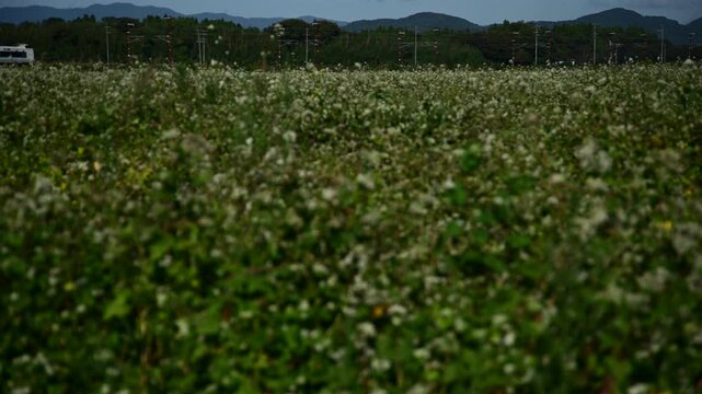 湖西線強風のため米原経由で迂回運転する特急サンダーバード （北陸本線 虎姫 - 河毛, 2024年10月）