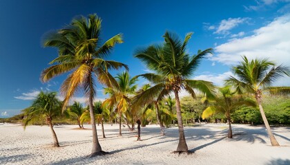 Obraz premium Tropical Beach Paradise with Palm Trees and Clear Blue Sky