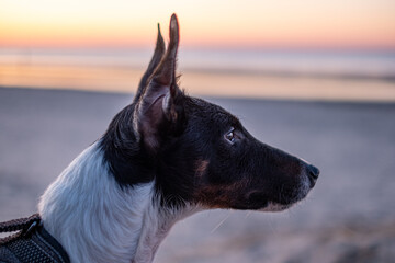 A dog gazes thoughtfully at the sunset over a tranquil beach on a calm evening