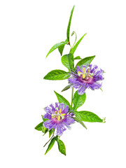 Passiflora incarnata | Purple Passion Flower | Native North American Vine Flower Isolated on White...