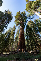 Fototapeta premium シャーマン将軍の木 General Sherman Tree