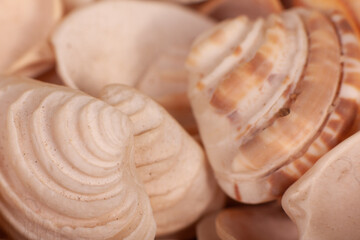 sea shells macro