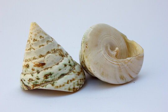 Featuring a close-up view of a trochus shell, this image emphasizes the shell's distinctive ridges and smooth surface. 