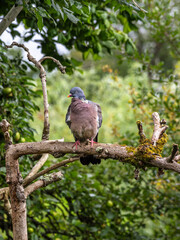 Obraz premium Pigeon Perched on Mossy Branch in Forest