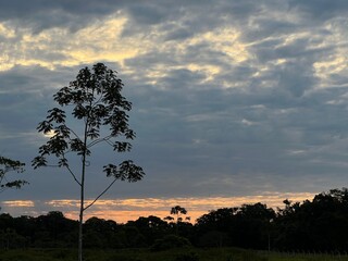 Sunset in the forest © Carla