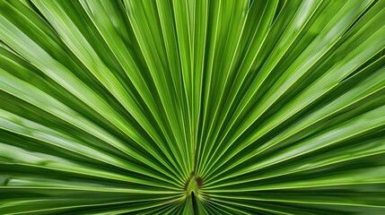 Obraz premium Discover the vibrant beauty of a palm leaf, showcasing natures art in vivid green hues against a bright backdrop.