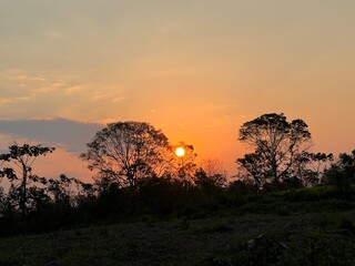 Dawn in the forest  © Carla