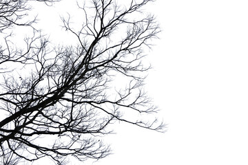 冬の木の切り抜き