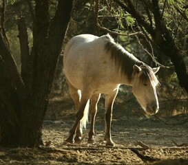 Wild Horse in the Forest 