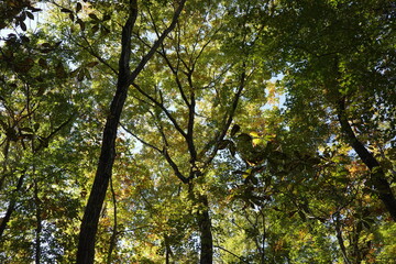 Fototapeta premium 秋、徐々に紅葉しつつある落葉紅葉樹の森